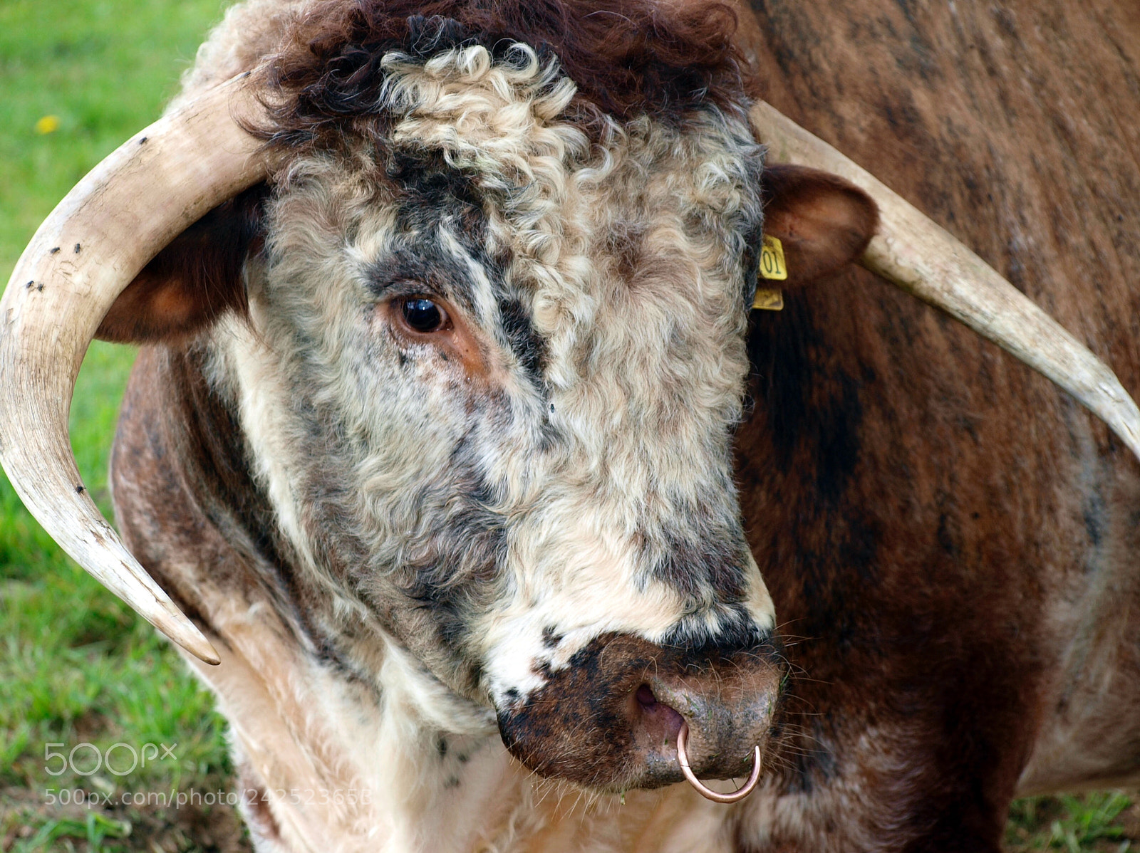 Olympus E-420 (EVOLT E-420) sample photo. Longhorn bull photography