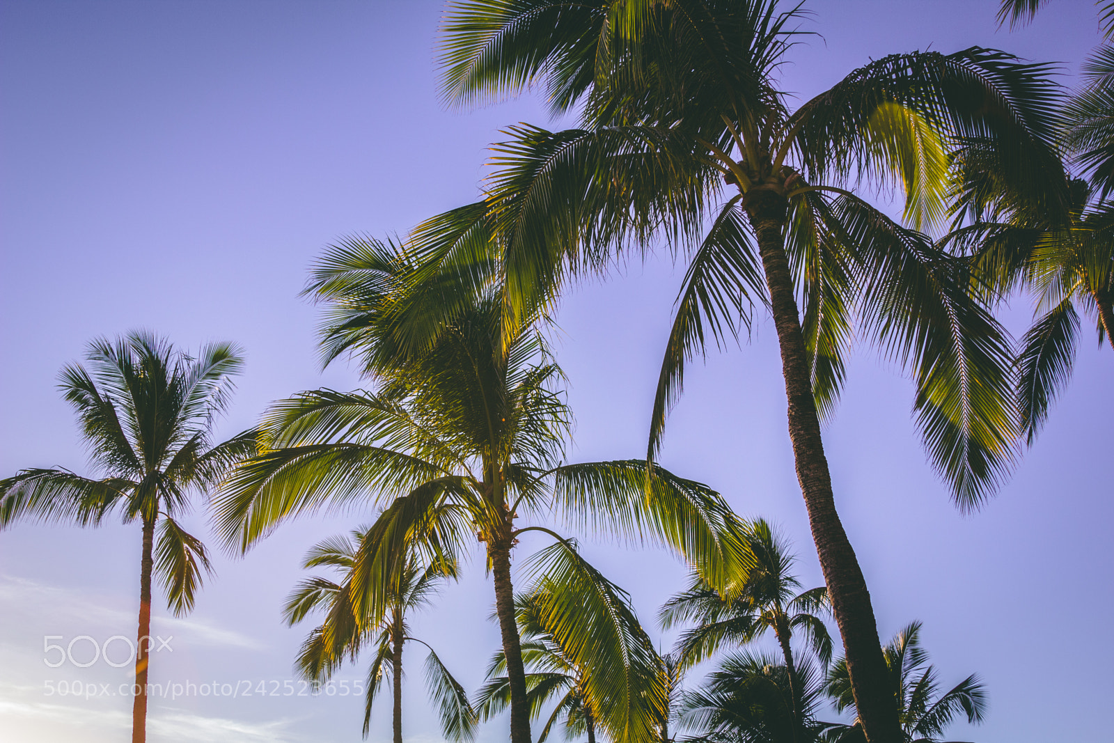 Canon EOS 550D (EOS Rebel T2i / EOS Kiss X4) sample photo. Palm trees of waikiki photography