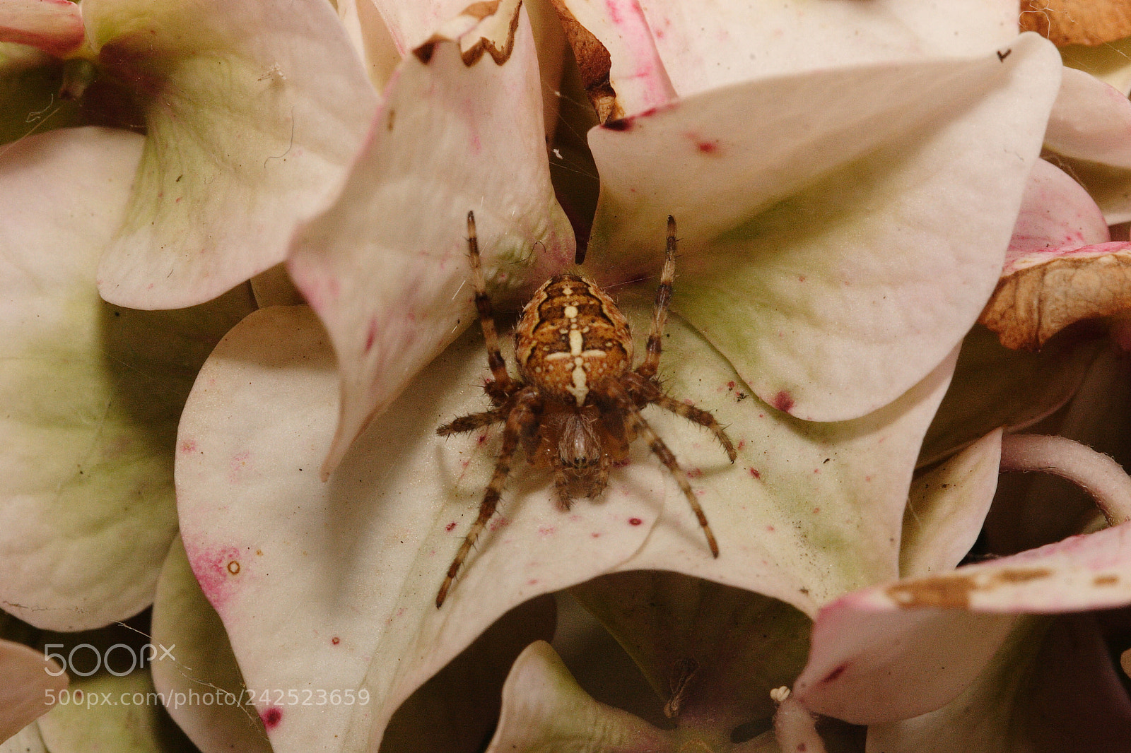 Canon EOS 20D sample photo. Untitled photography