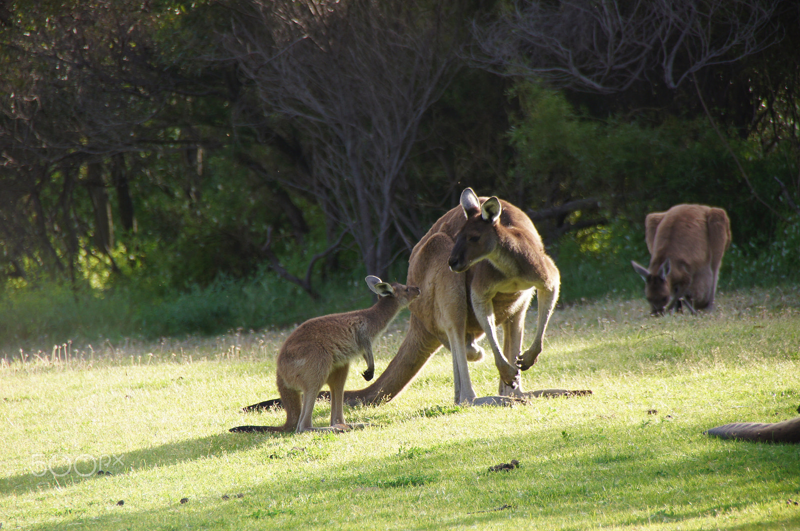 Sony DT 18-250mm F3.5-6.3 sample photo. Mum and joey, roos make great pets photography