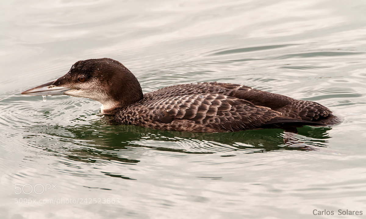 Nikon D300 sample photo. Great northern diver photography