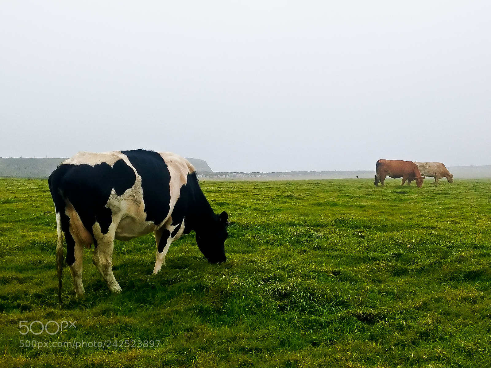 LG G3 sample photo. Pink floyd cows photography