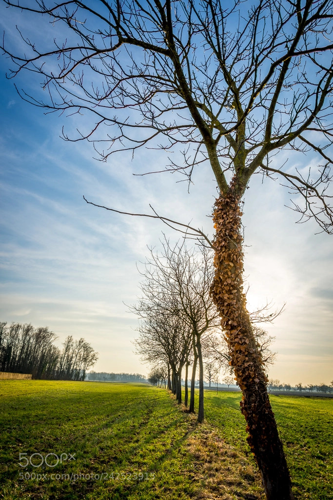 Nikon D7200 sample photo. L'arbre / the tree photography