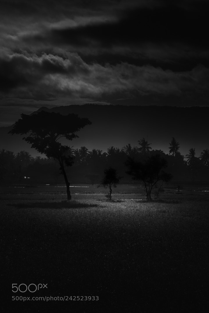 Sony SLT-A58 sample photo. Yet another tree photography