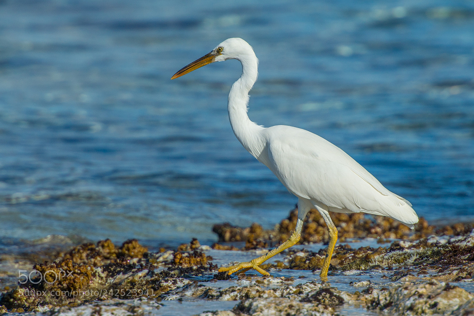 Nikon D800E sample photo. Aigrette sacr e egretta photography