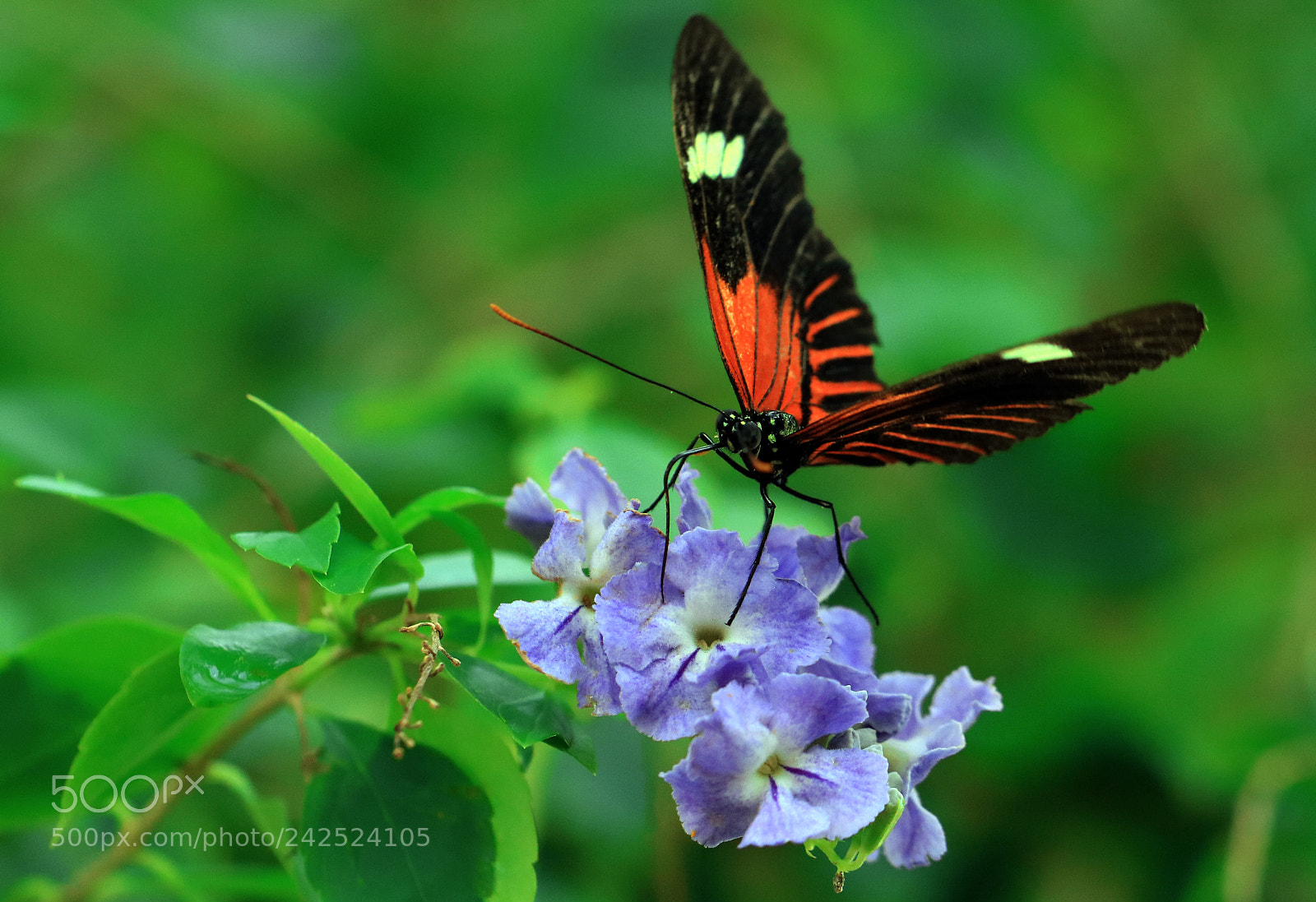 Canon EOS 760D (EOS Rebel T6s / EOS 8000D) sample photo. Soft landing photography