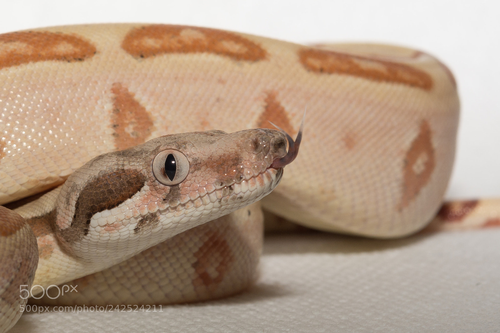 Nikon D7100 sample photo. Eye on you photography