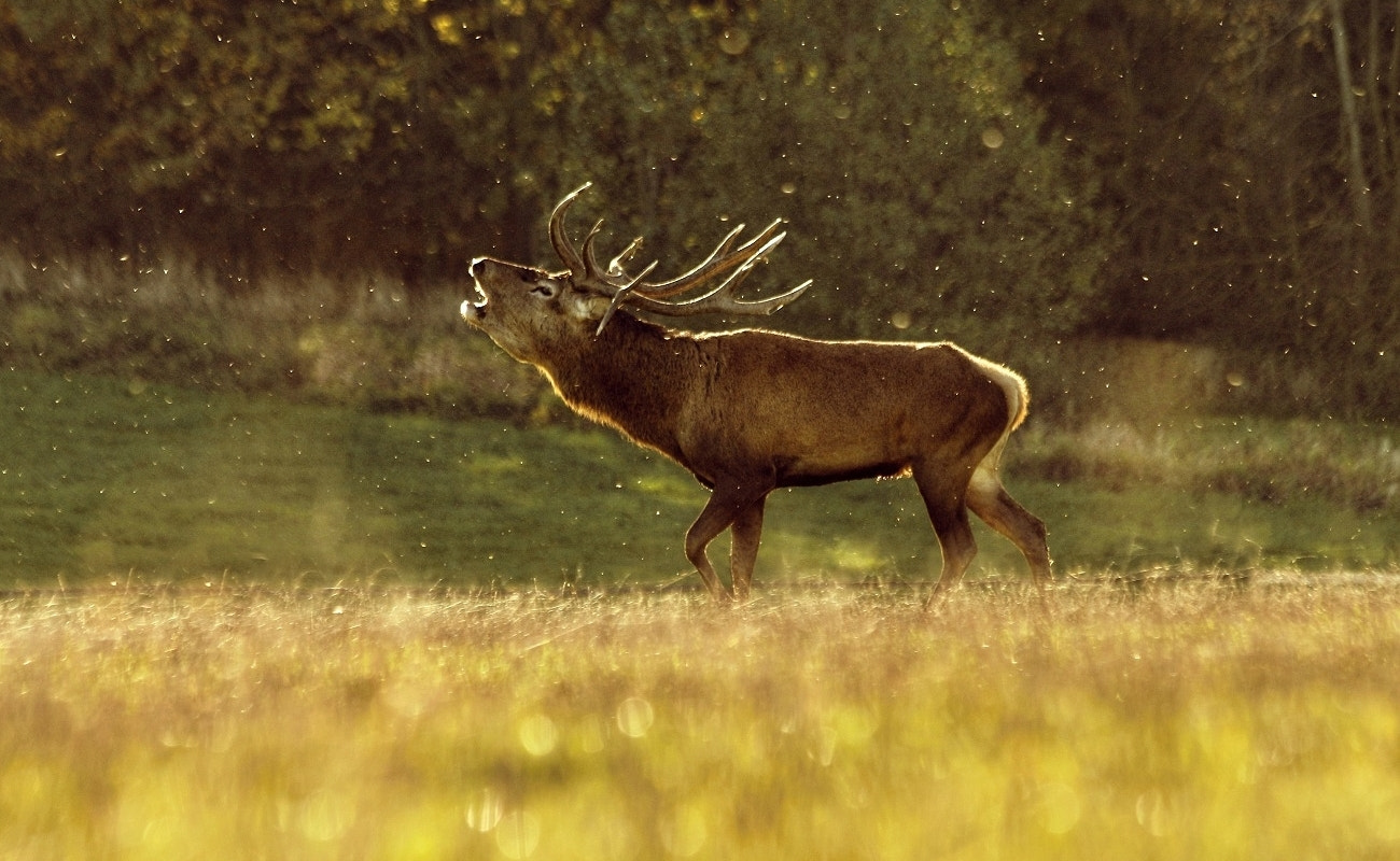 Canon EF 70-300mm F4-5.6 IS USM sample photo. Rut photography
