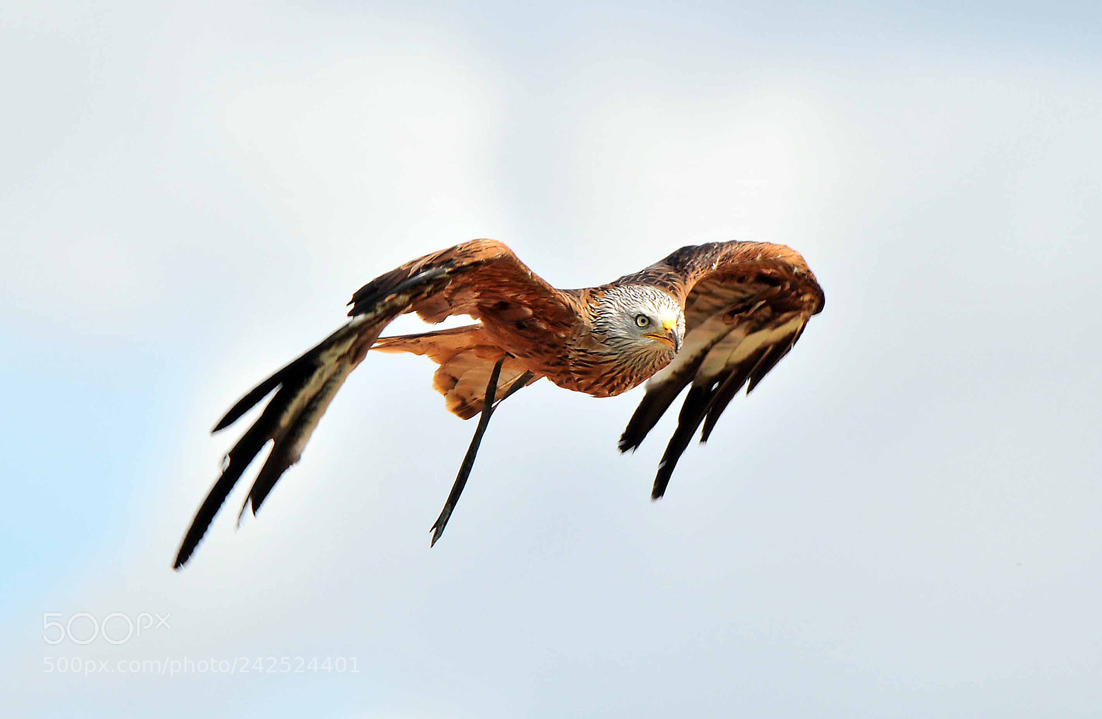 Nikon D300 sample photo. Red kite,bird of prey photography