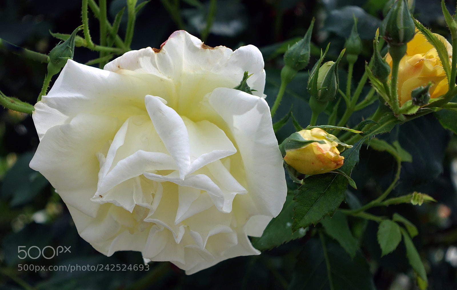 Sony Cyber-shot DSC-RX100 III sample photo. White rose photography