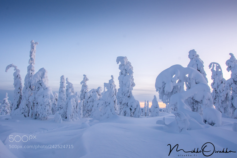 Nikon D7100 sample photo. Winter is beautiful at photography