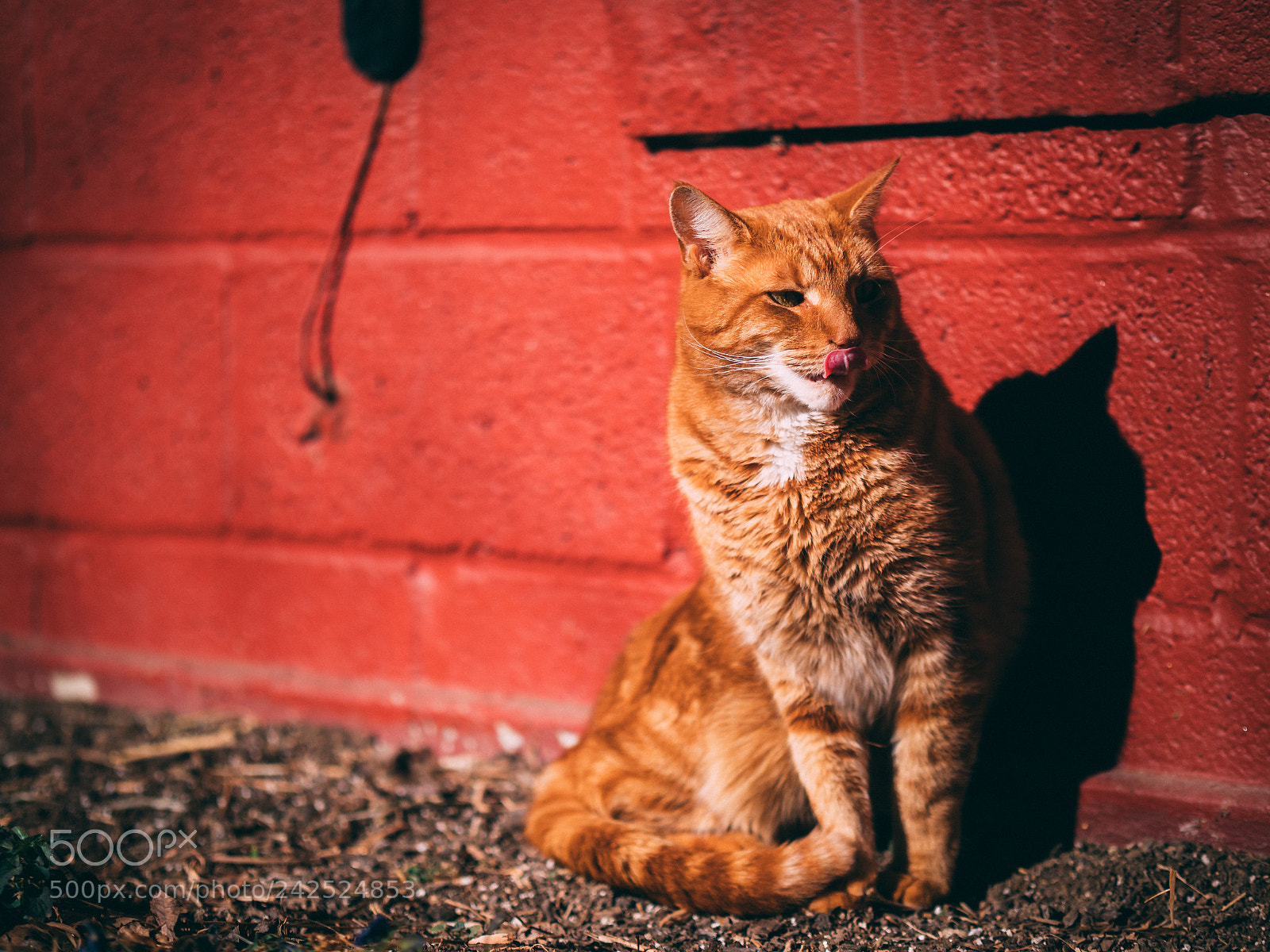 Panasonic Lumix DC-GH5 sample photo. A random cat photography