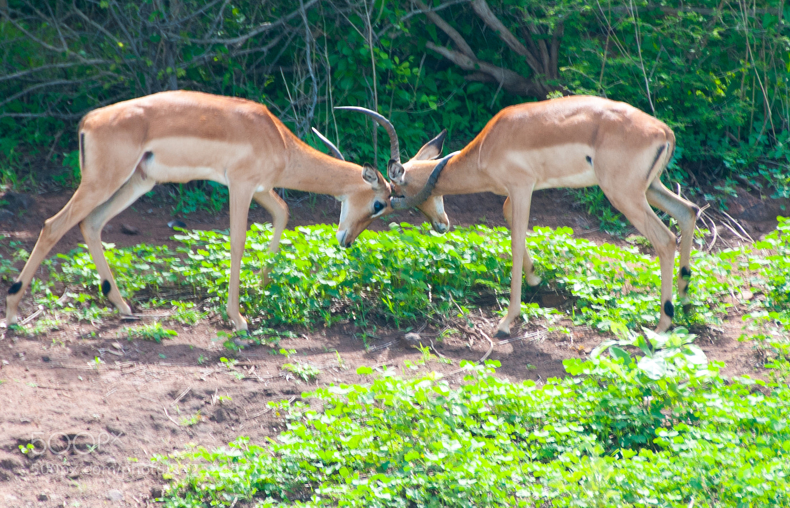 Nikon D300S sample photo. Dsc photography
