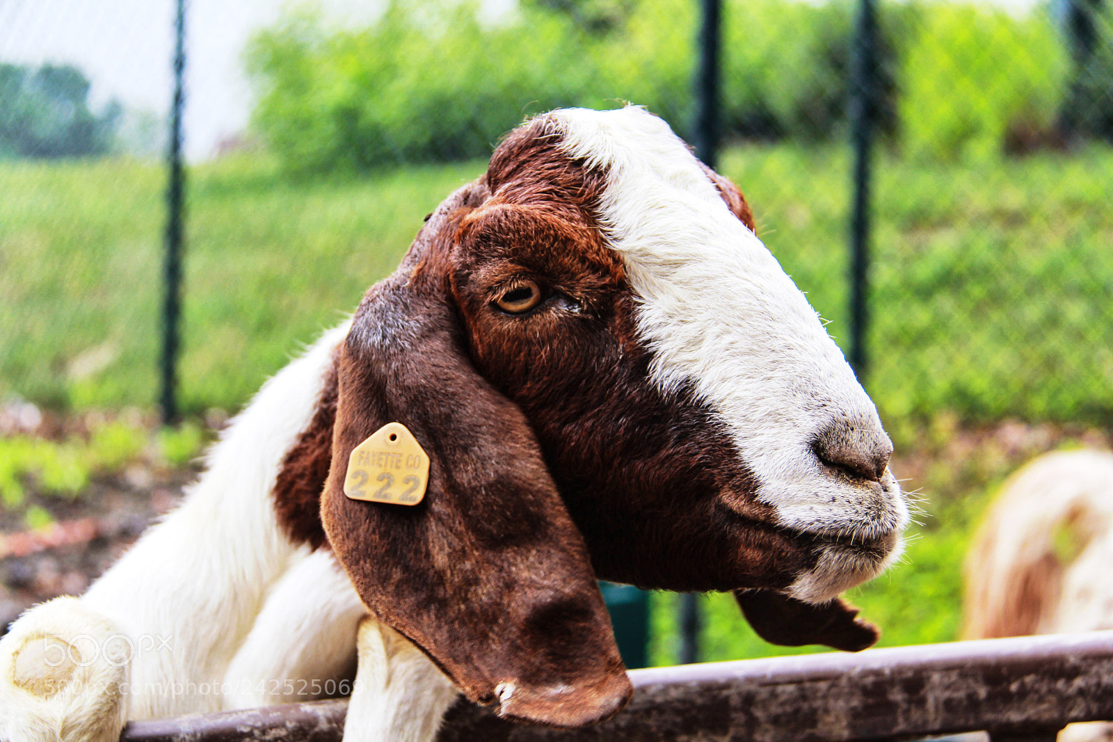 Canon EOS 60D sample photo. Close up of goat photography