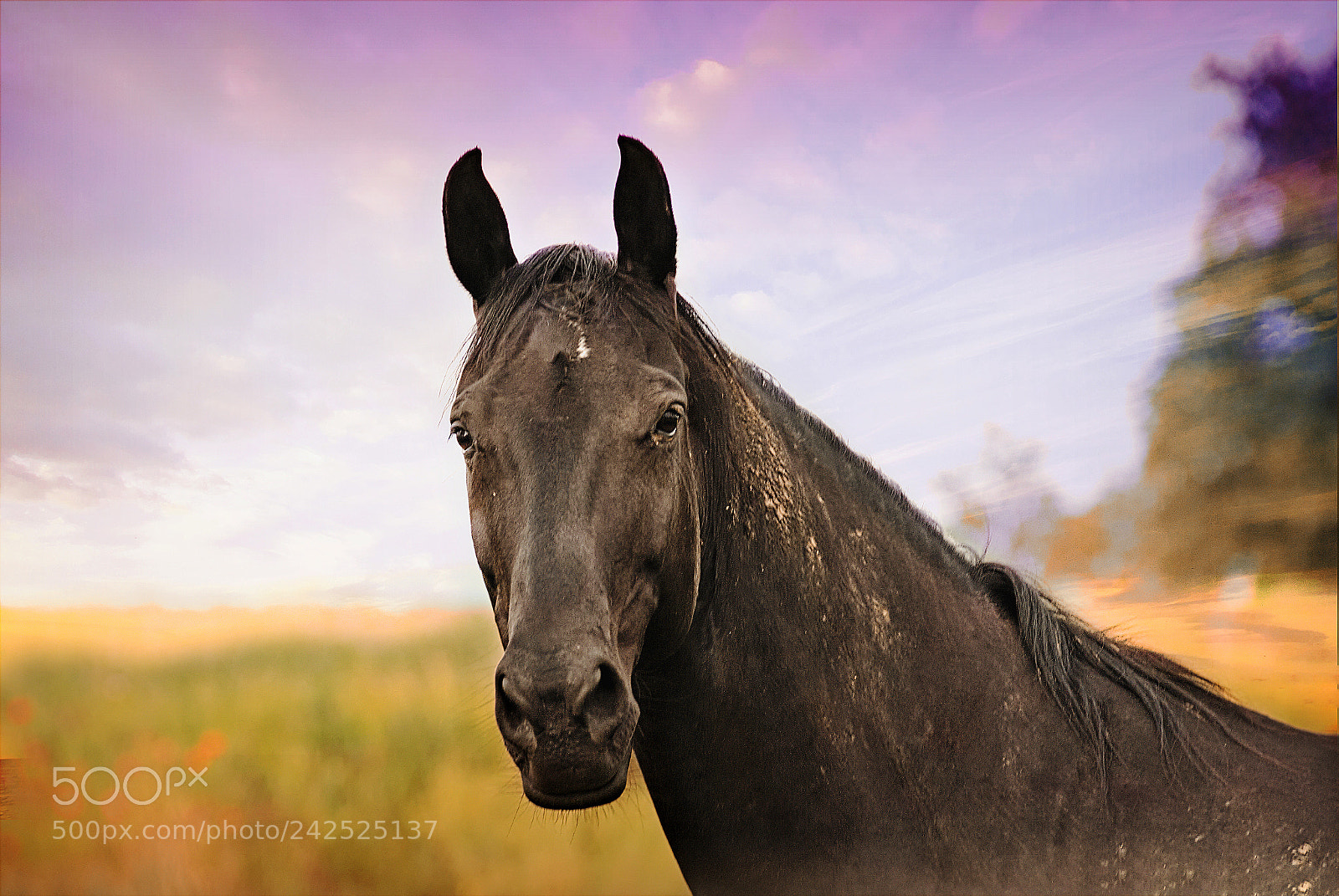 Nikon D3000 sample photo. Schwarzes pferd photography