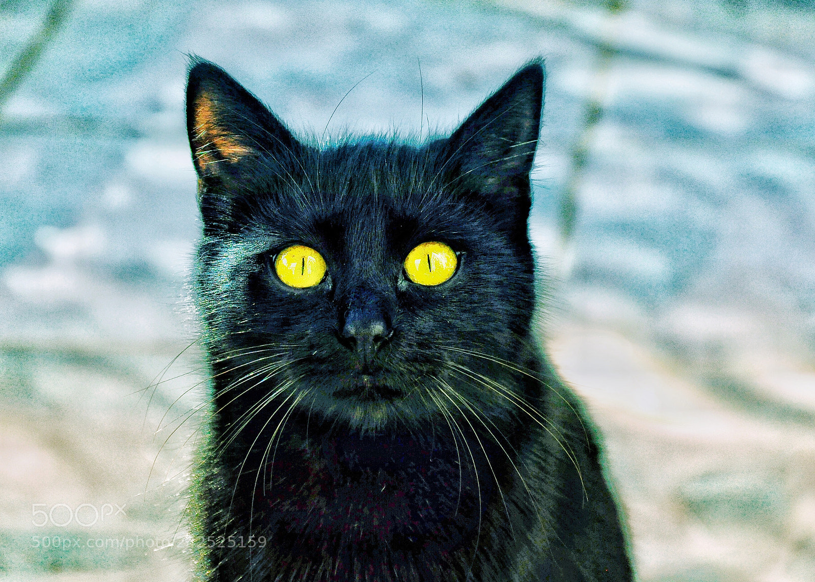 Nikon D90 sample photo. Black beauty photography