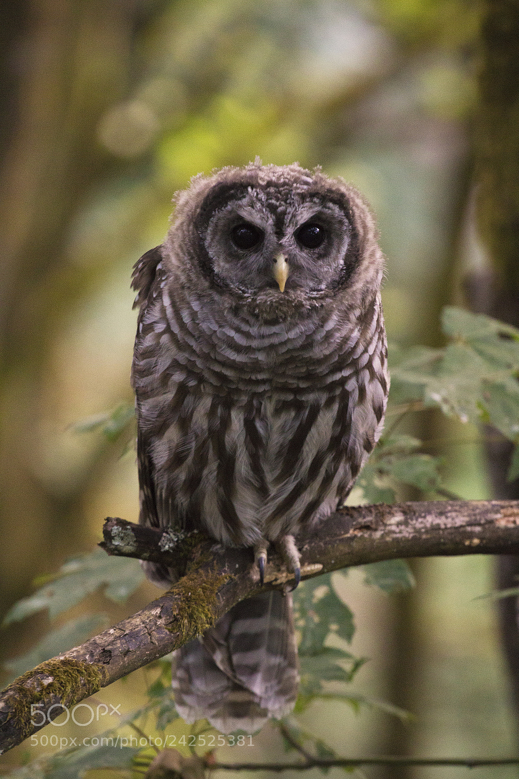 Canon EOS 100D (EOS Rebel SL1 / EOS Kiss X7) sample photo. Barred owl photography