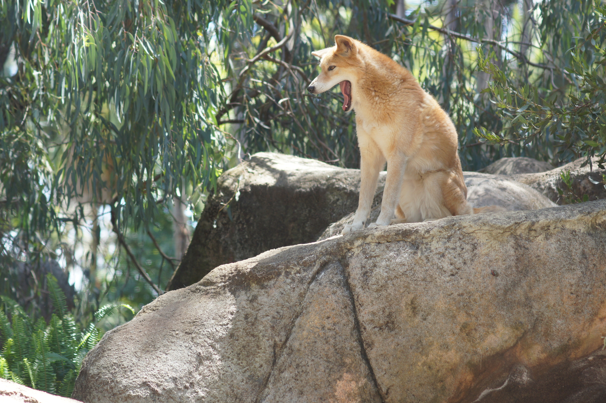 Sony SLT-A55 (SLT-A55V) sample photo. Beautiful dingo photography