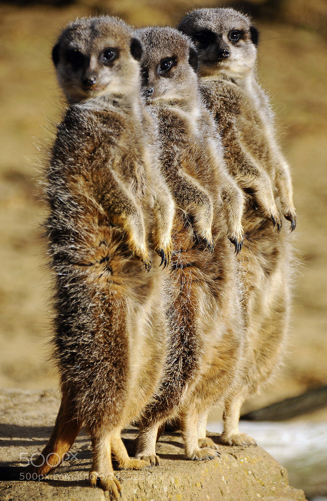 Nikon D300S sample photo. Meerkats photography