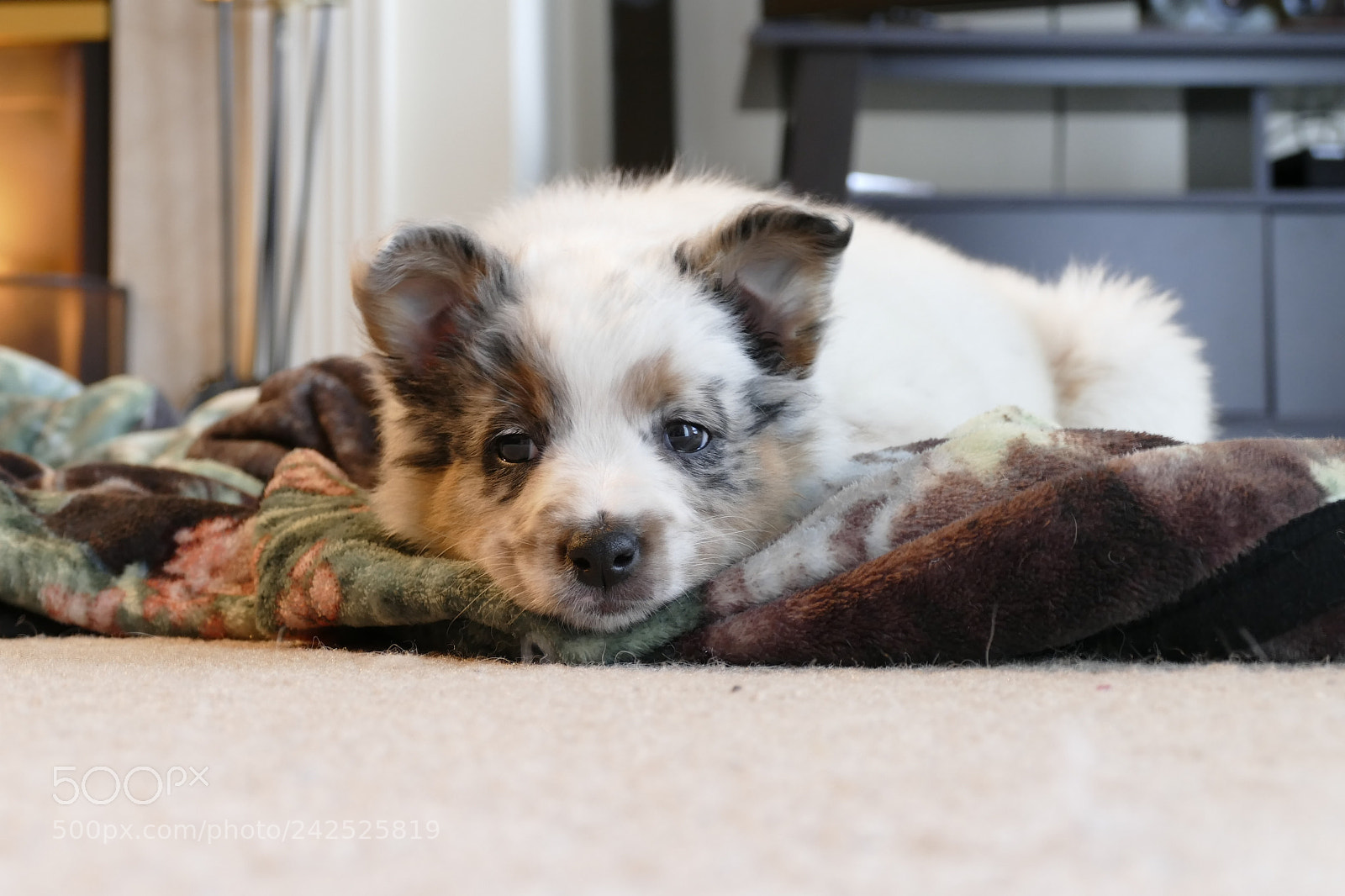 Panasonic Lumix DMC-FZ1000 sample photo. Puppy baxter photography