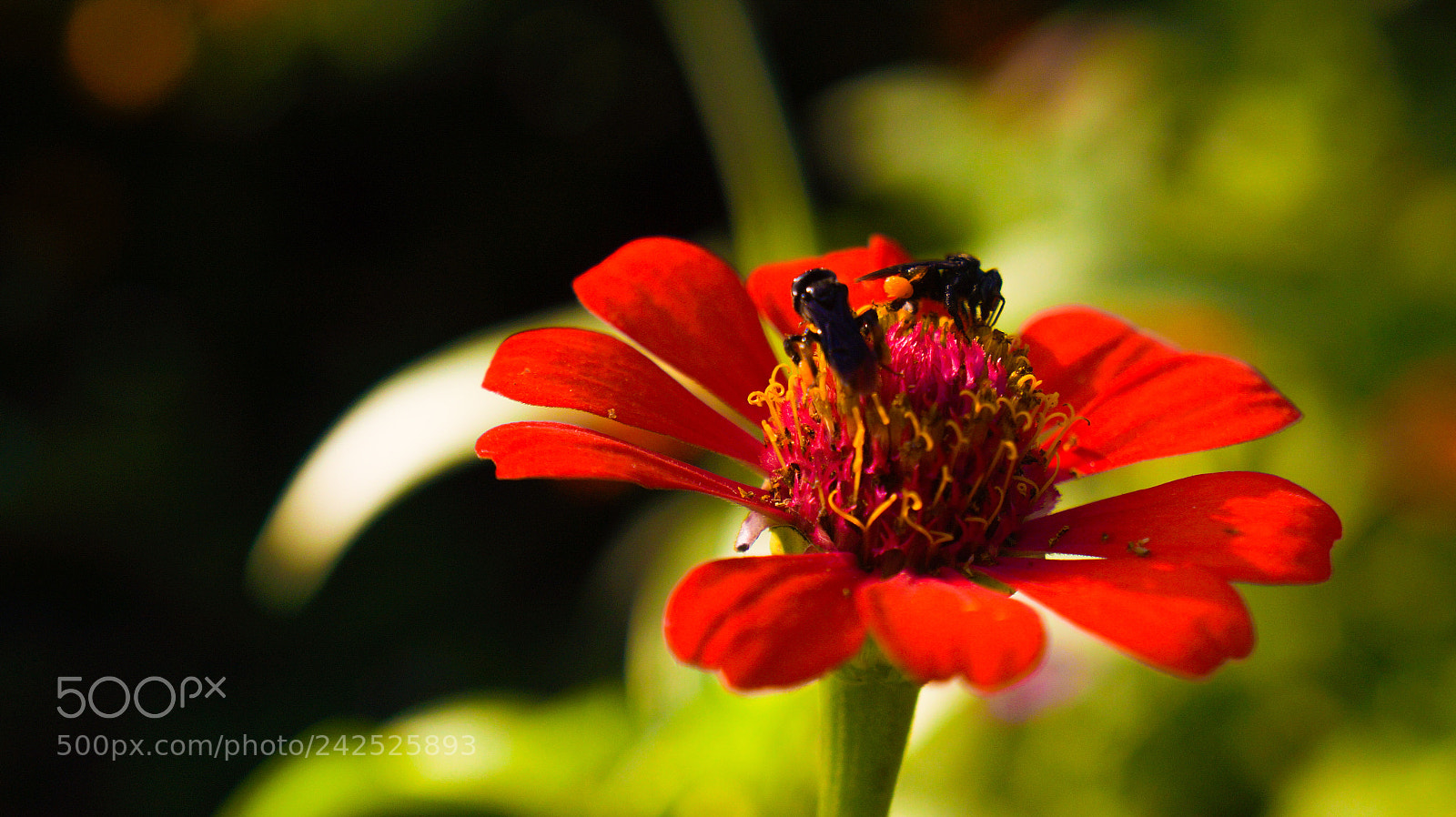Sony Alpha a3000 sample photo. Untitled photography