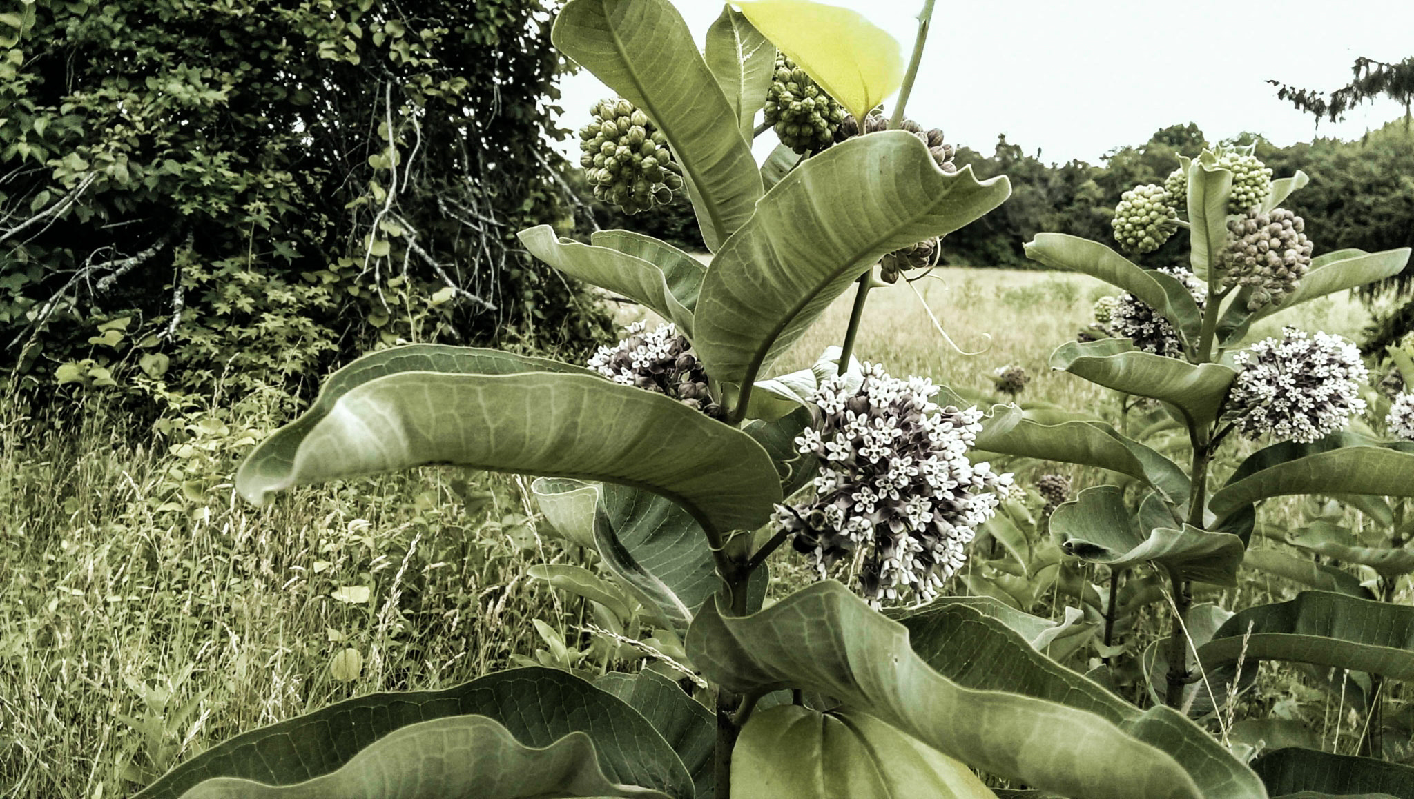 HTC ONE sample photo. Milkweed on glenn dale hospital grounds 5 photography