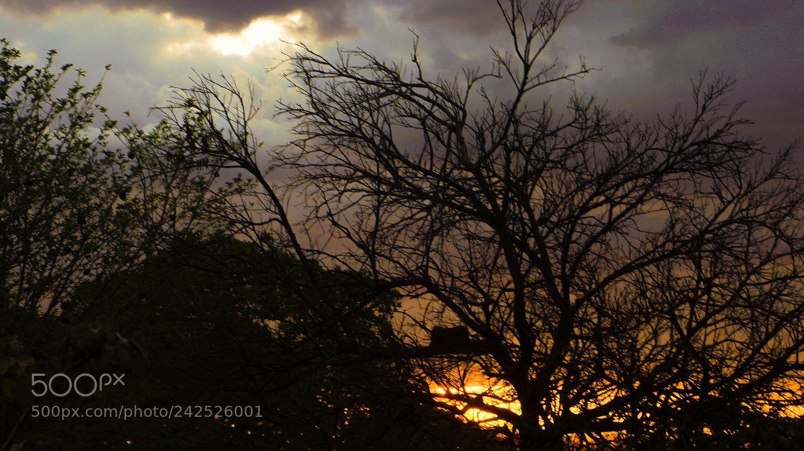 Sony Alpha a3000 sample photo. Untitled photography