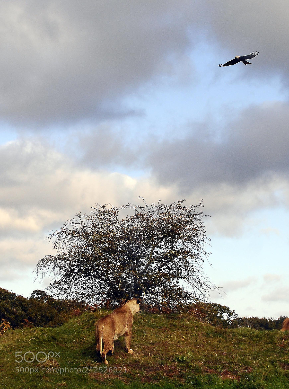 Nikon D300S sample photo. As above,so below.. photography