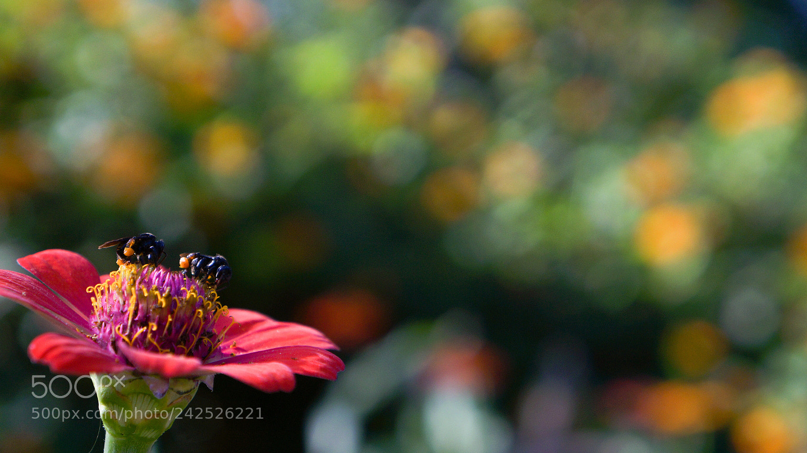 Sony Alpha a3000 sample photo. Untitled photography