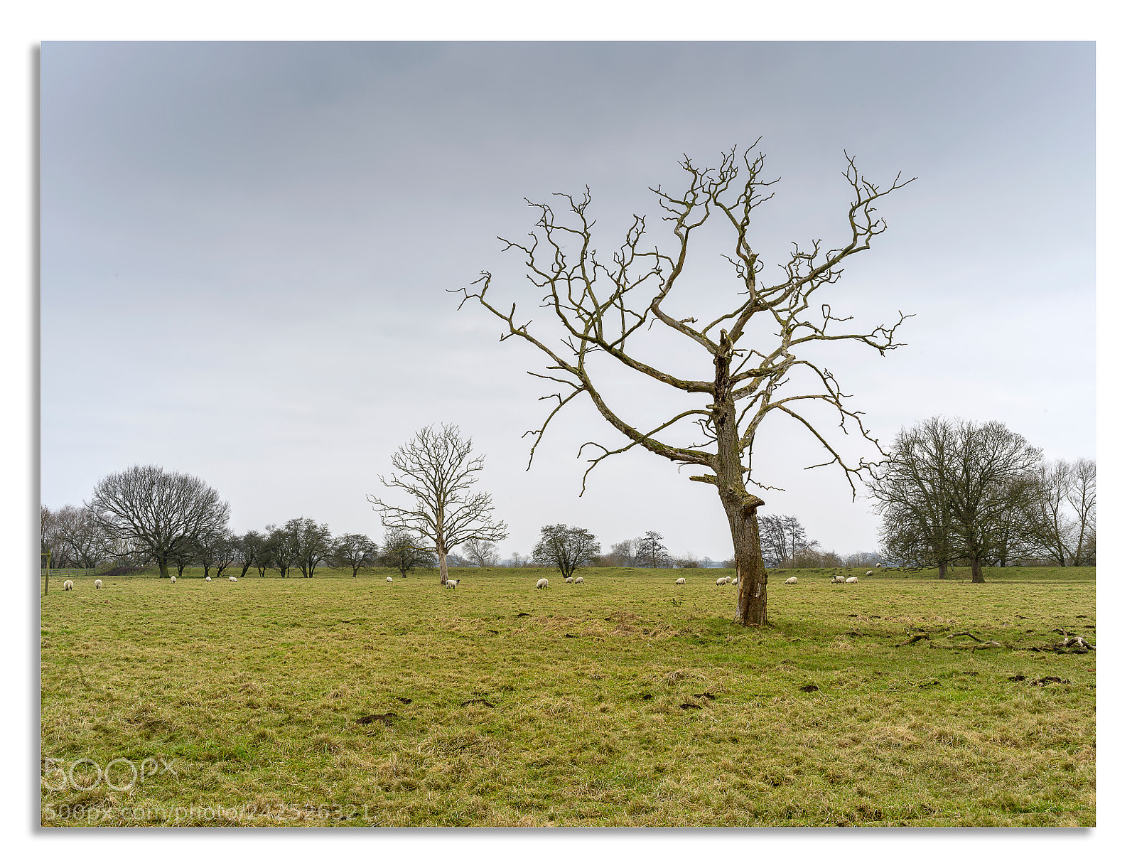 Hasselblad X1D-50c sample photo. A grey january day photography