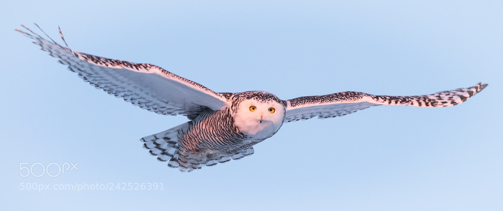 Nikon D810 sample photo. Here's lookin' at you... photography