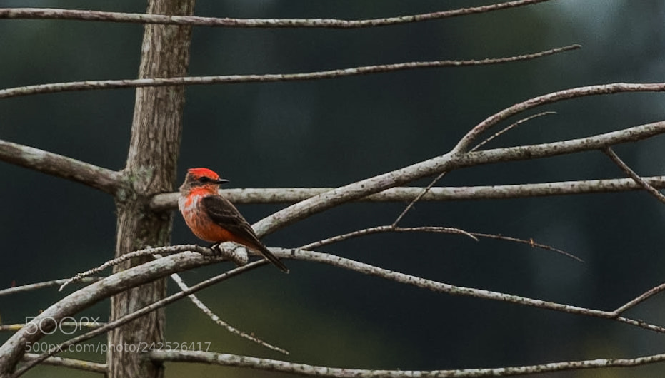 Nikon D810 sample photo. Vermilion flycatcher photography