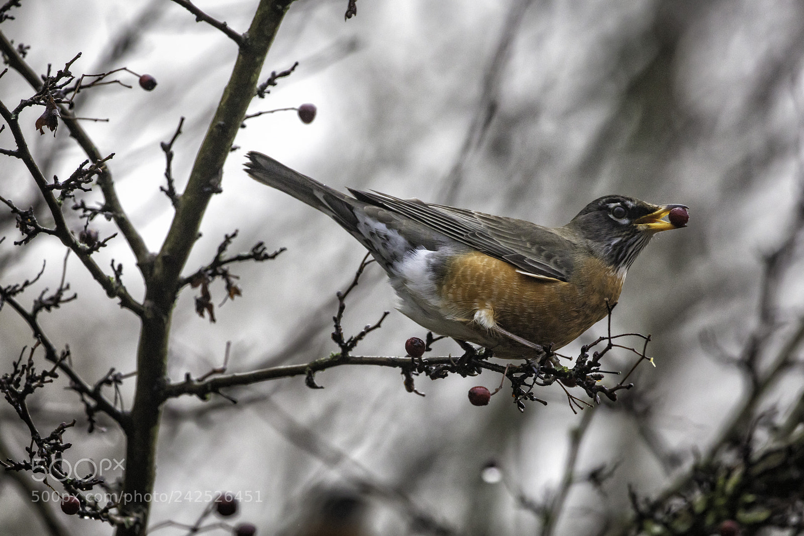 Canon EOS 5DS R sample photo. Untitled photography