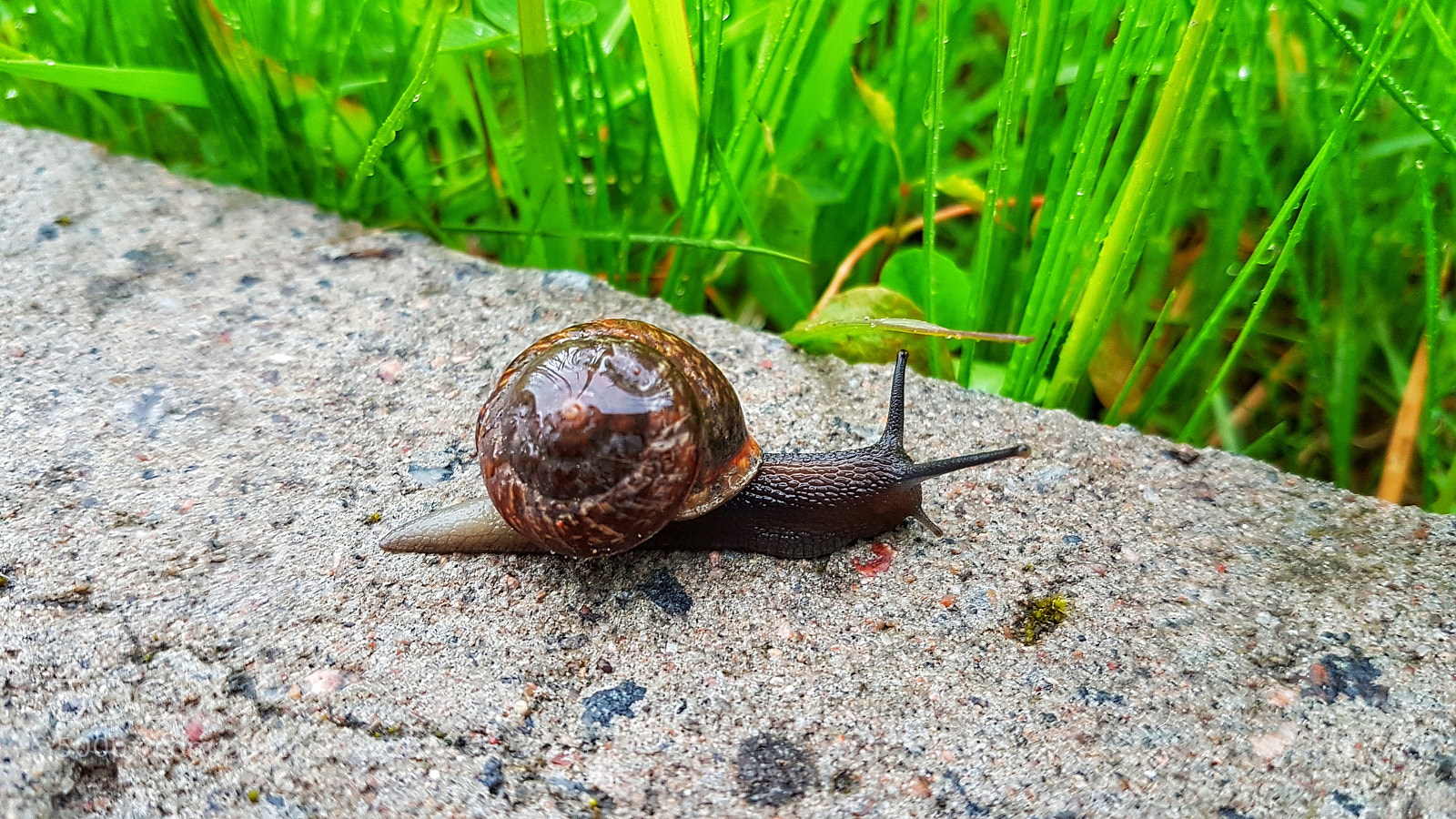 Samsung Galaxy S7 Edge sample photo. After the rain photography