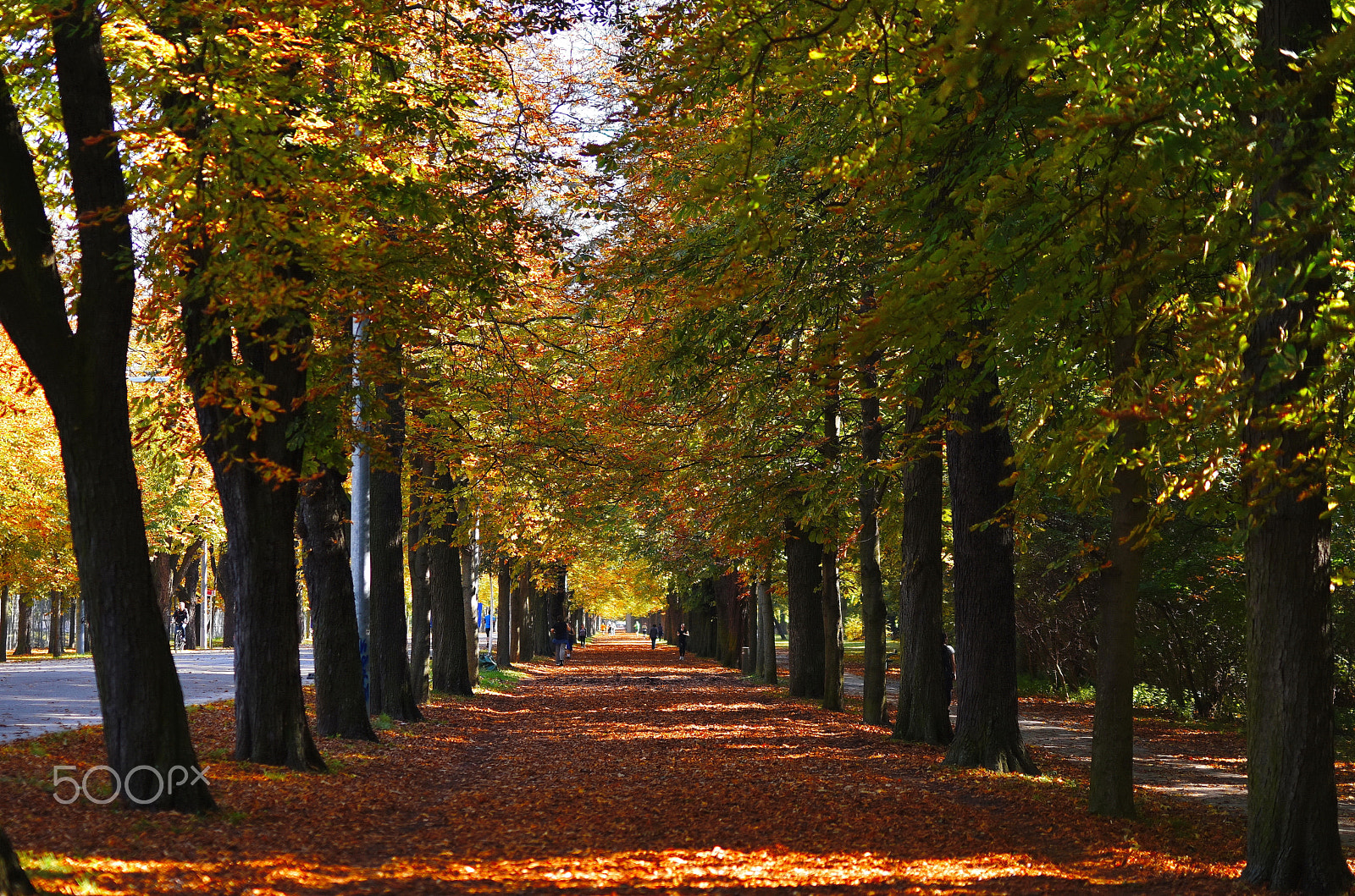 Nikon D5500 + Sigma 50mm F1.4 DG HSM Art sample photo. Vienna park photography