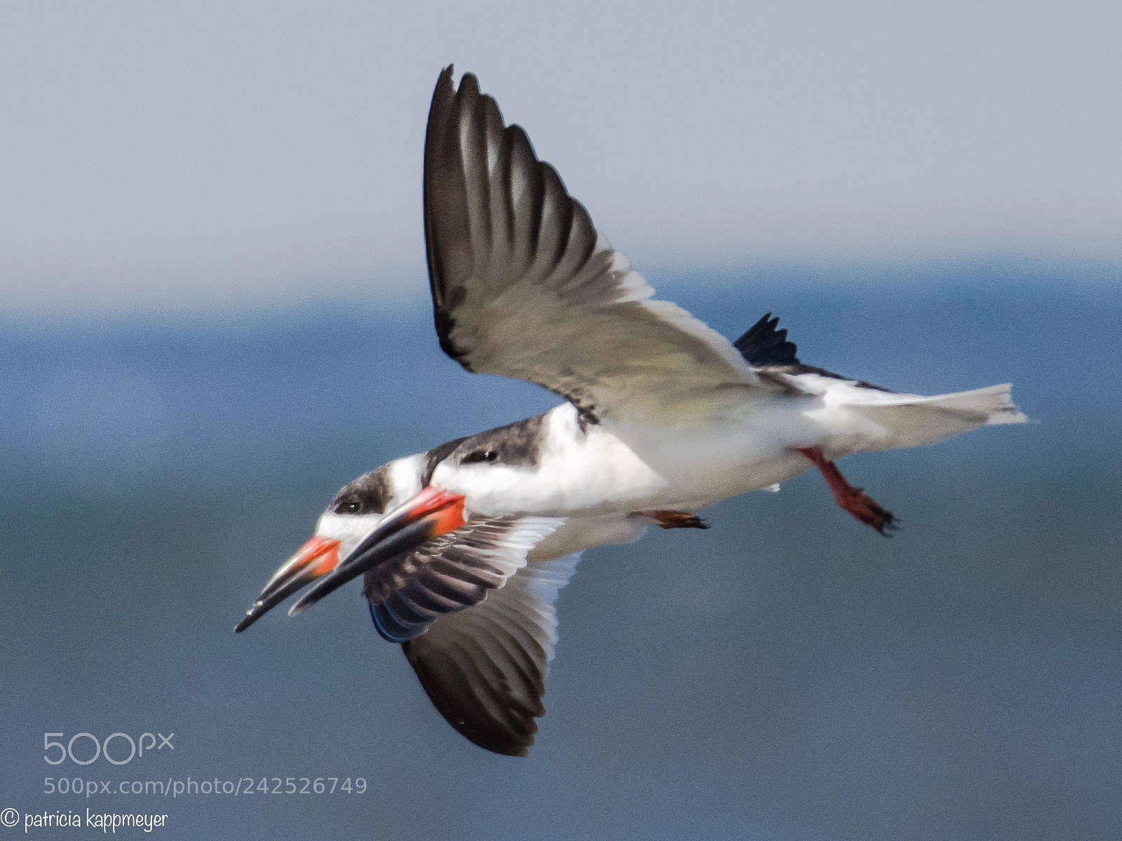 Nikon D7200 sample photo. Black skimmers in flight photography