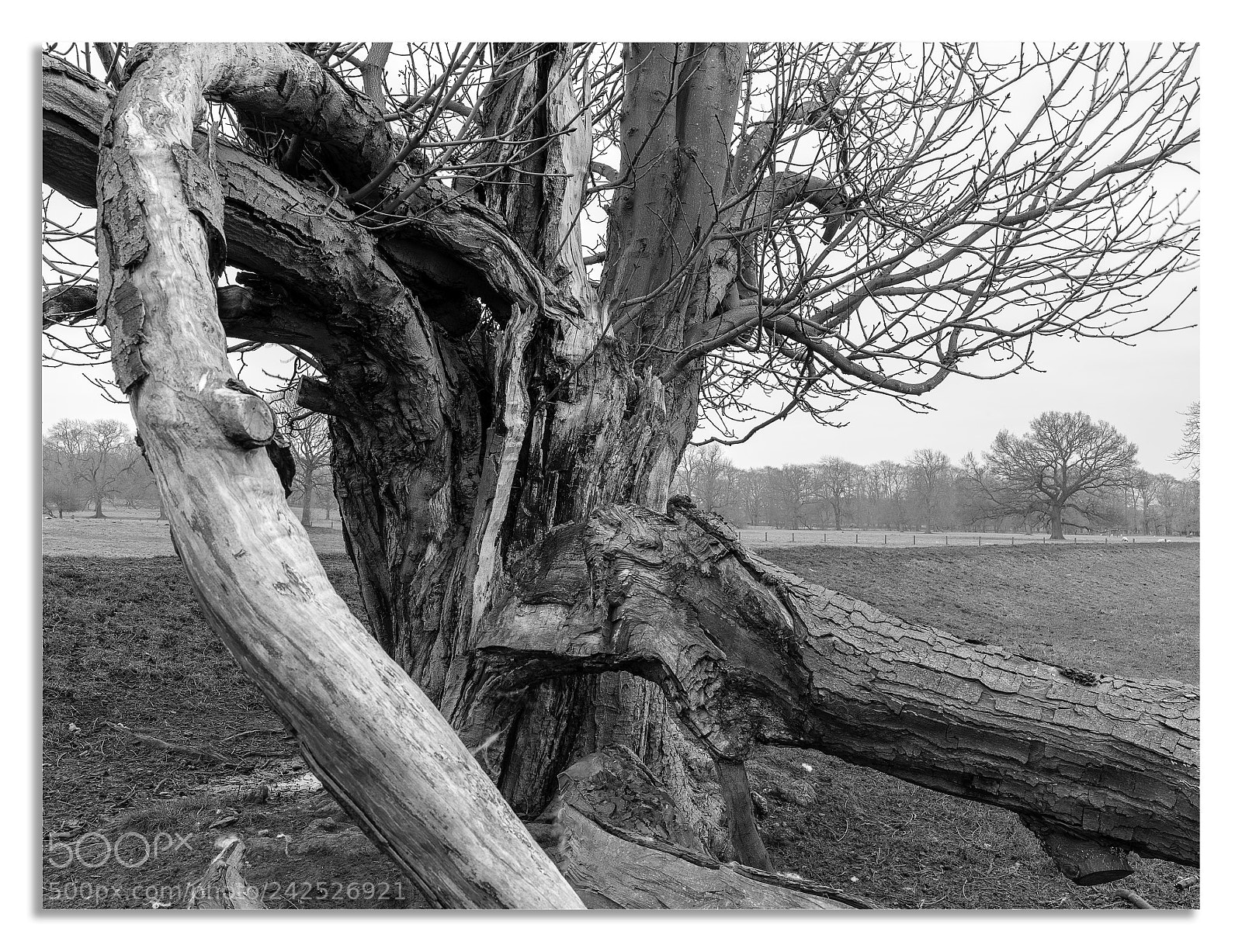 Hasselblad X1D-50c sample photo. Untitled photography
