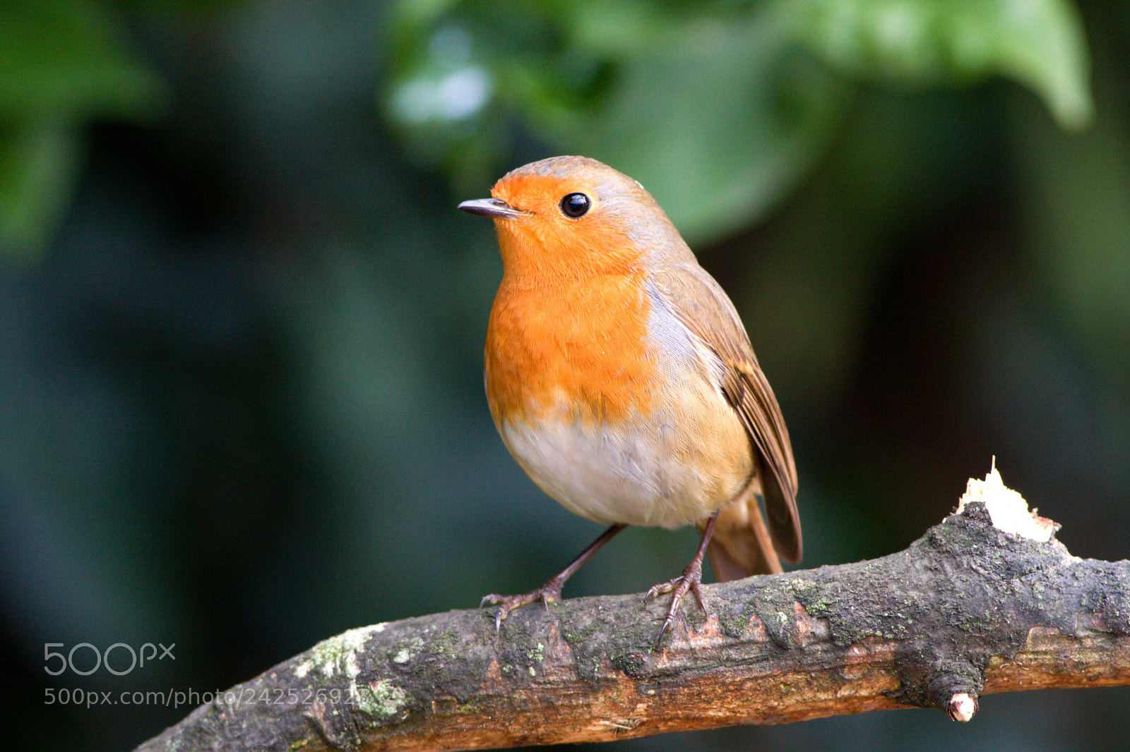 Canon EOS 40D sample photo. Pisco-de-peito-ruivo (erithacus rubecula) photography