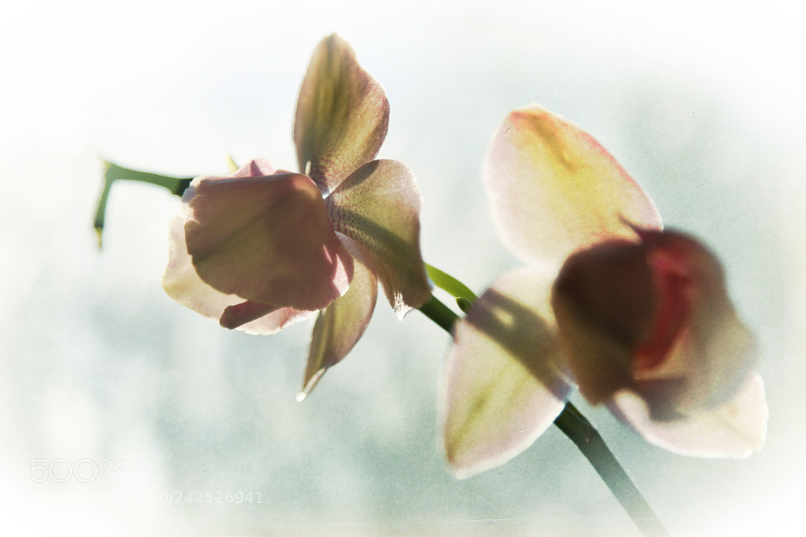 Nikon AF-S Nikkor 24-120mm F4G ED VR sample photo. Orchid in windowsill photography