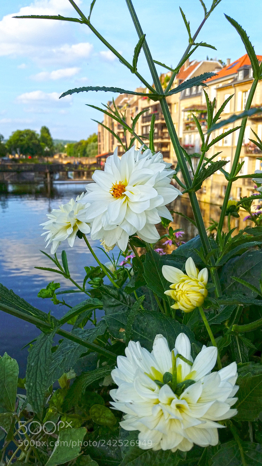 Samsung Galaxy S5 sample photo. White flowers photography