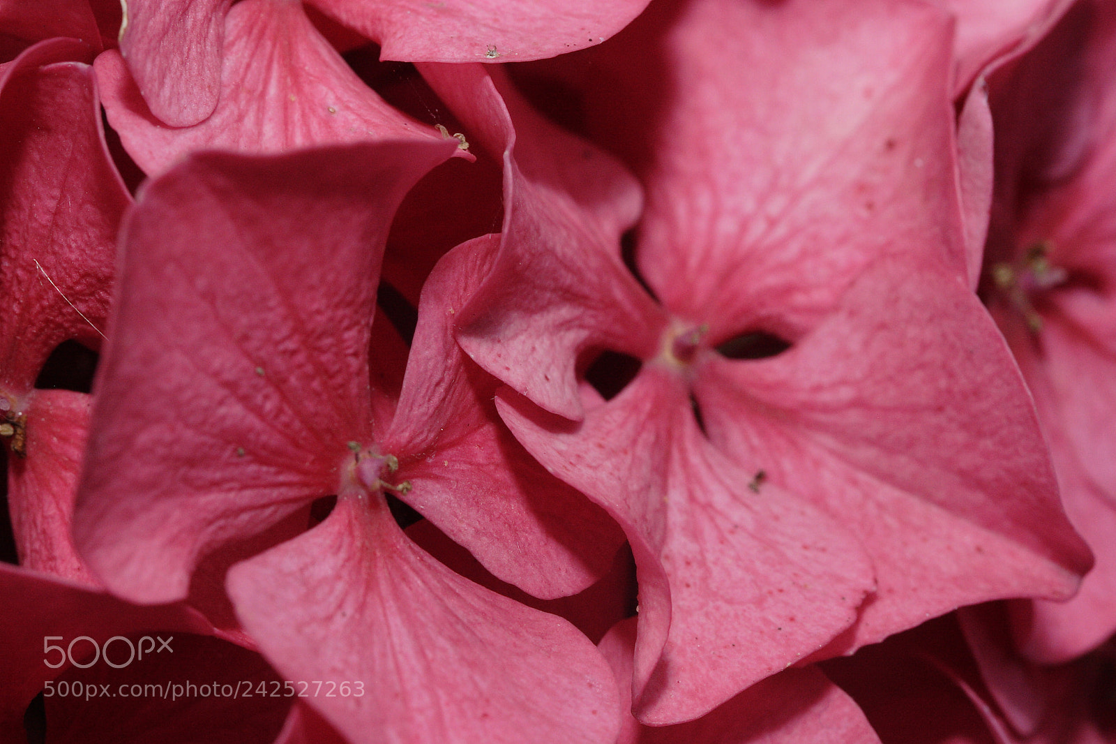 Canon EOS 20D sample photo. Untitled photography