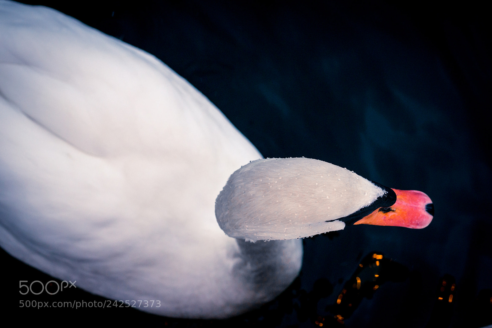 Nikon D800 sample photo. Swan photography