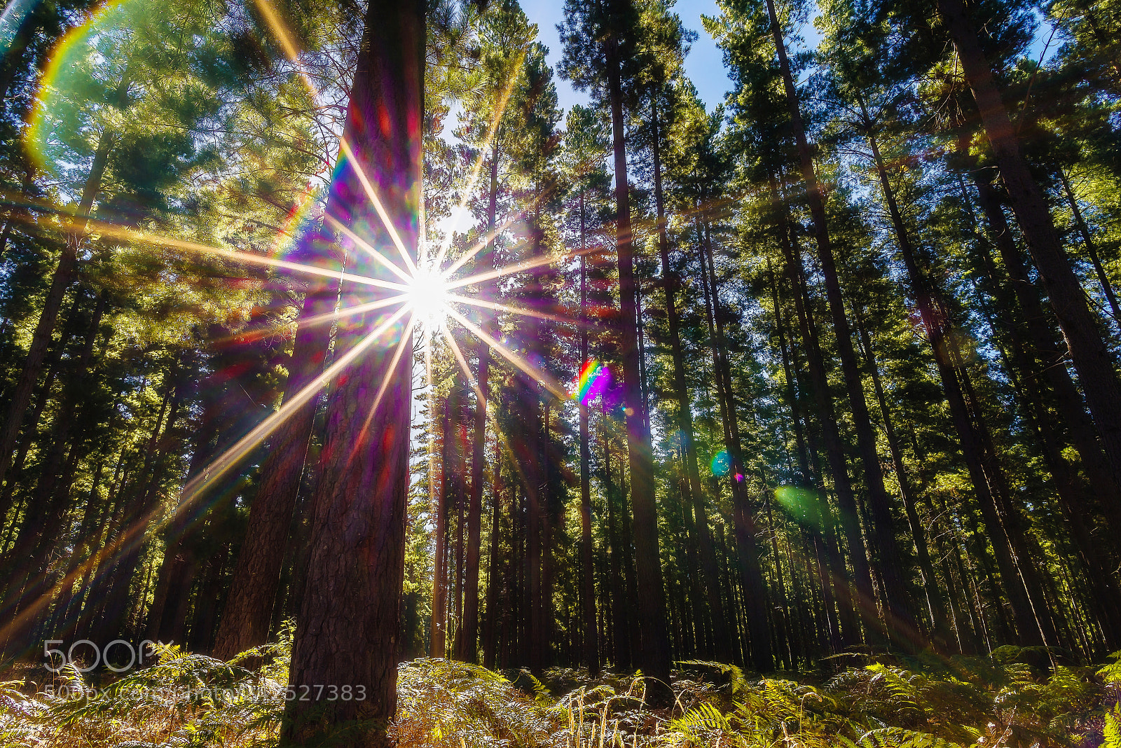 Nikon D800 sample photo. Light through the woods photography