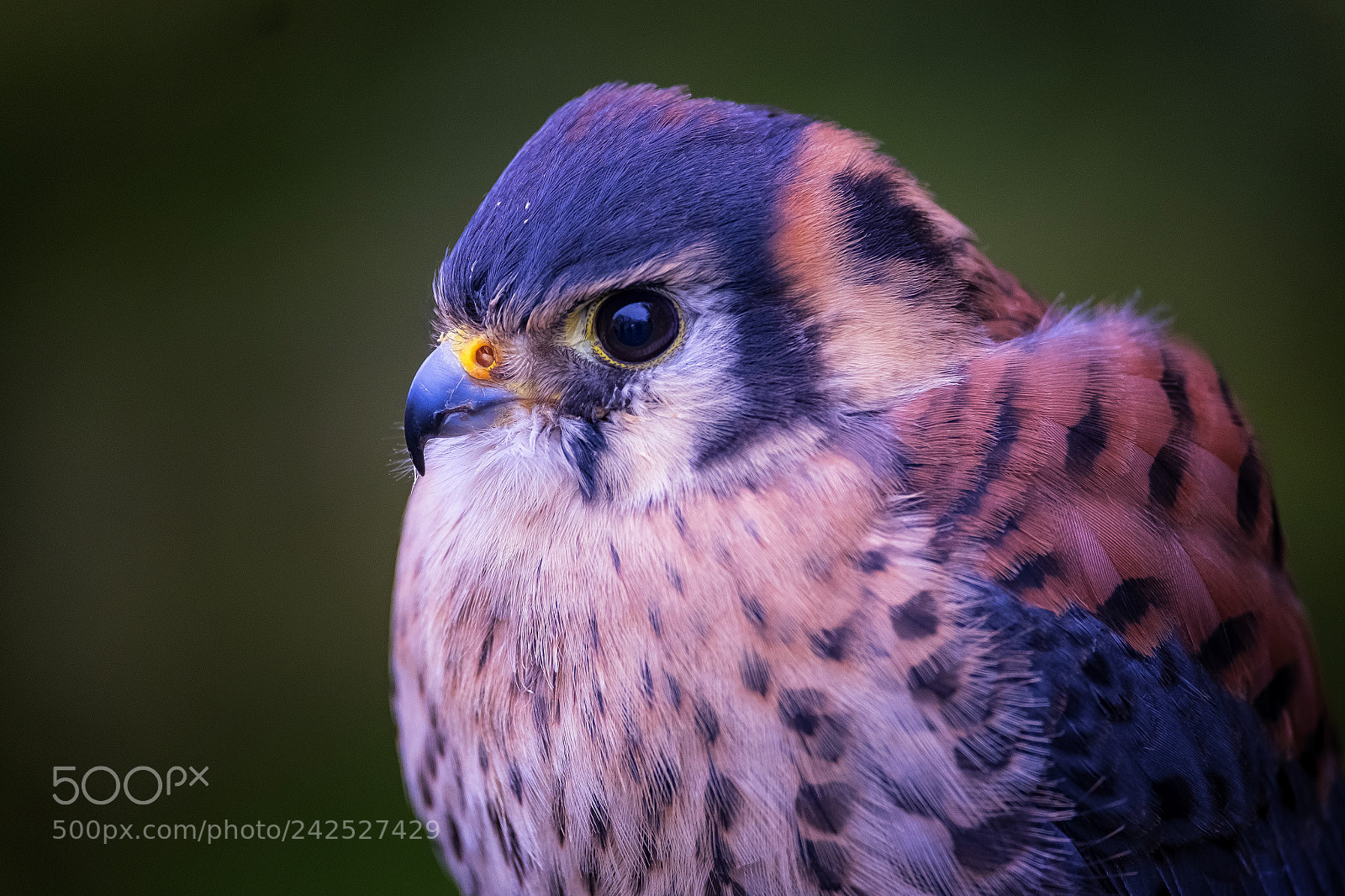 Fujifilm X-T1 sample photo. Kestrel photography