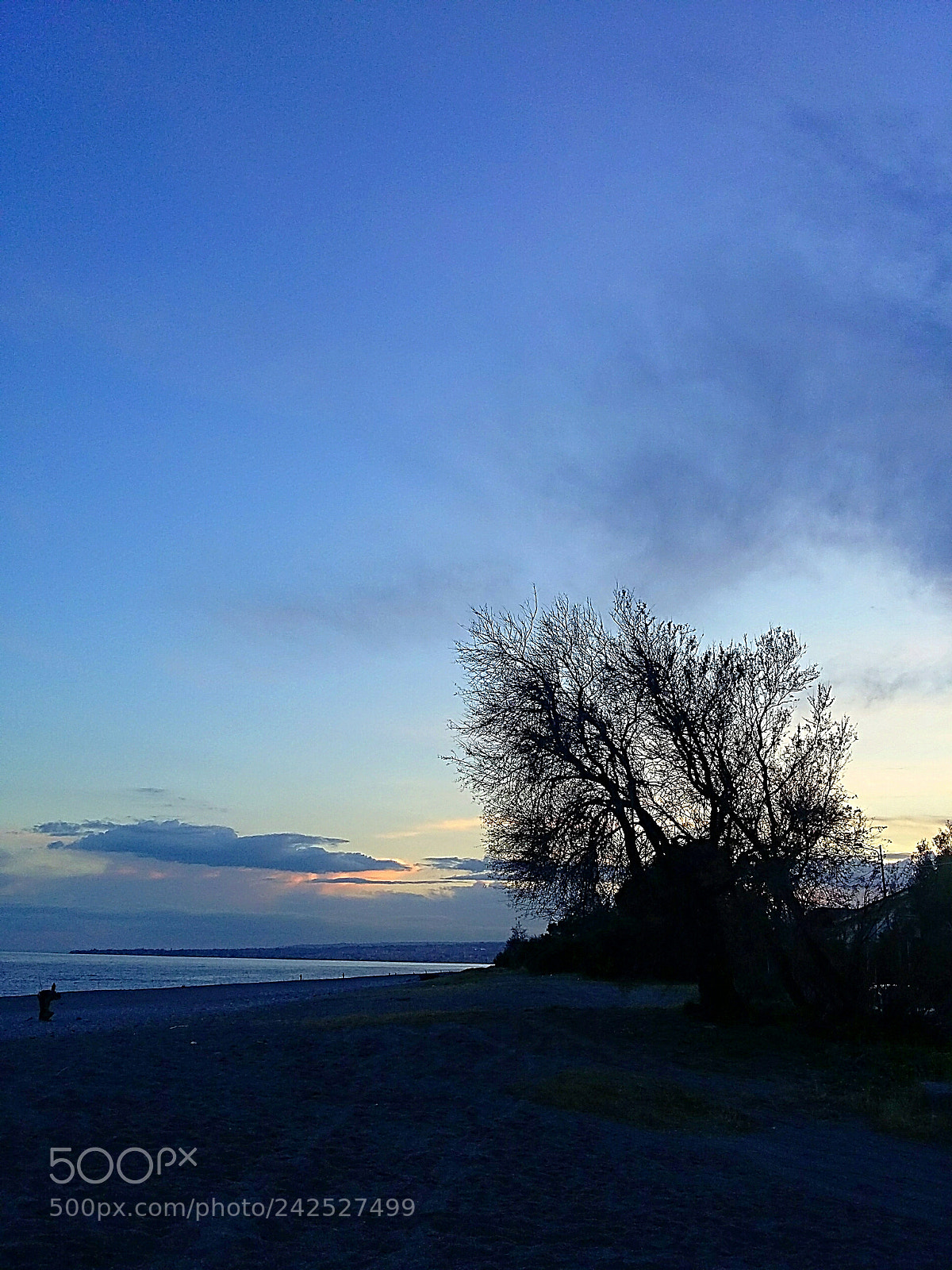 Samsung Galaxy Grand Prime sample photo. Tree in fondachello beach photography