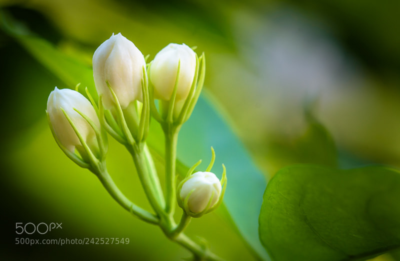 Nikon D7200 sample photo. Buds photography