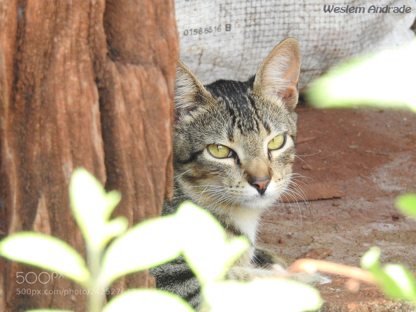 Nikon Coolpix P900 sample photo. Felino photography