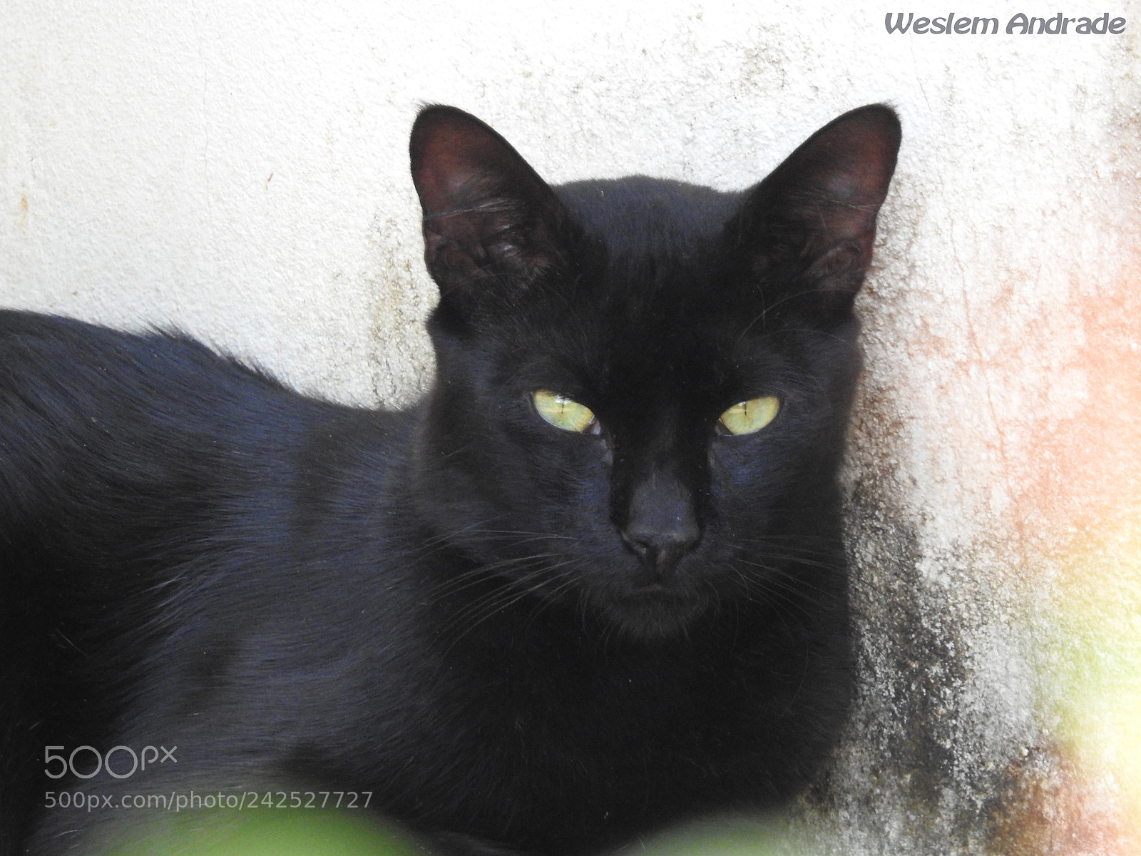 Nikon Coolpix P900 sample photo. Gato pantera photography