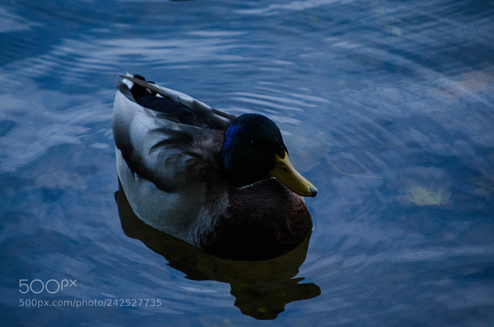 Nikon D5100 sample photo. Duck photography