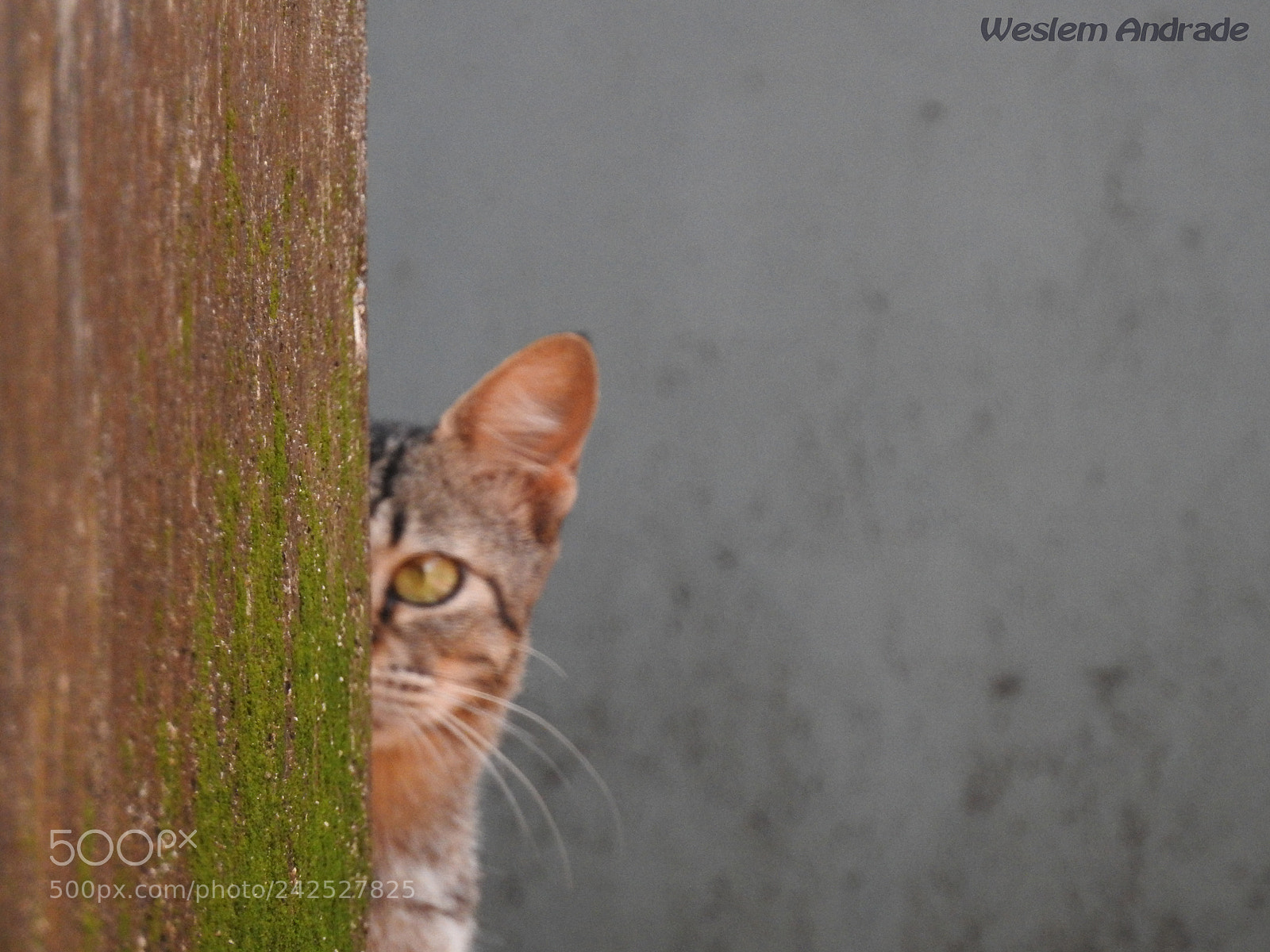 Nikon Coolpix P900 sample photo. Gatuno photography